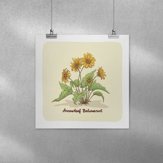 Arrowleaf Balsamroot Print - 8x8 - Mad Merica Design